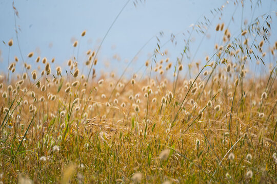 Macro of fluffy bunny tail grass field with Port d'Albret marine lake background.