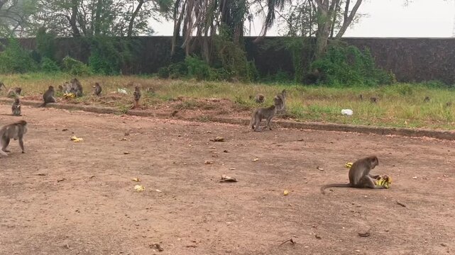 Group of Monkeys Eating Bananas and Walking Around Open Outdoor Area