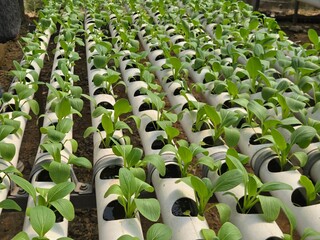 Modern hydroponic vegetable farming with green bok choy plants in PVC pipes © Nur