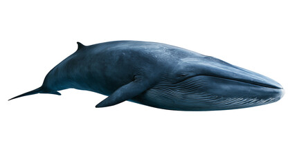 Massive blue whale swimming with detailed skin texture and ventral pleats © Clementine