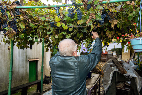Senior man harvesting ripe dark blue grapes from a backyard arbor trellis in autumn