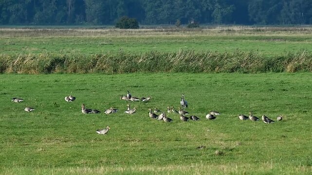 Kraniche und Graug&auml;nse auf einer Wiese