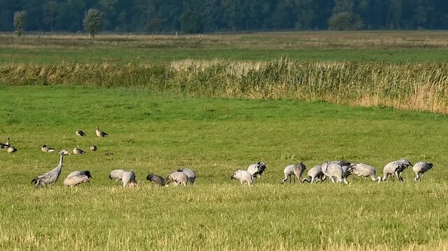Kraniche und Graug&auml;nse auf einer Wiese