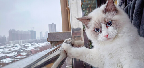 A cat that is looking directly at the camera © 敏 陈