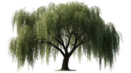 Large weeping willow tree with long drooping branches and green foliage © Lysander