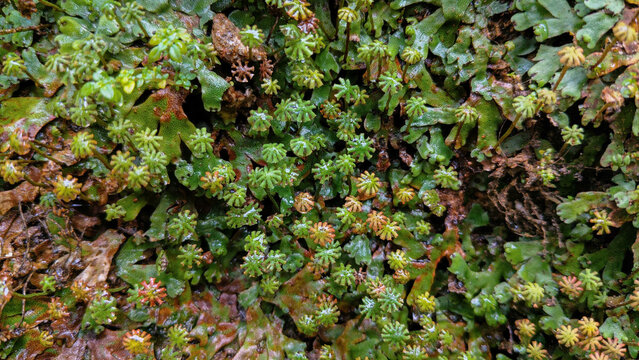 Close-up of vibrant green liverwort moss growing on damp soil, featuring unique umbrella-like reproductive structures and natural organic patterns