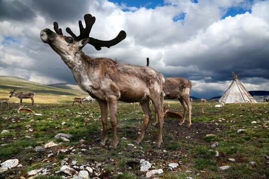 Reindeer with velvet antlers raising its head on the tundra beside a Tsaatan tepee under dramatic stormy clouds, Tsagaannuur, Mongolia