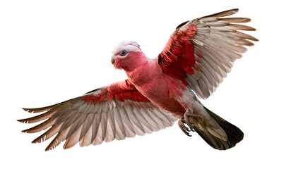 Pink and grey Galah cockatoo bird in flight with wings spread wide © Eustace