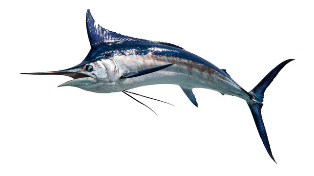 Blue marlin fish with long pointed bill and dorsal fin swimming