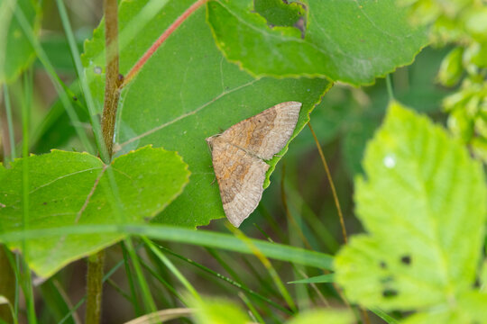 Shaded broad-bar moth sat on a leaf. England, UK.