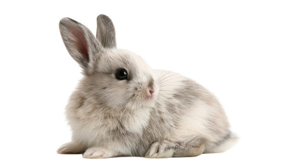 Small fluffy grey and white baby rabbit sitting © Eustace