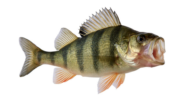 European perch fish with striped pattern and open mouth showing gills