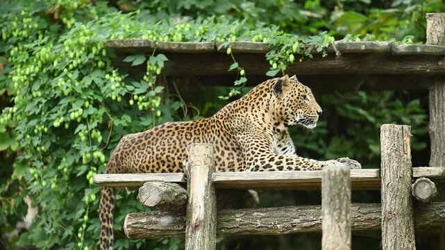Leopard or panther relax in zoo park. Spotted leopard wild animal, wildlife. Cougar animal with fur spot, cheetah. Leopard spotted leopard