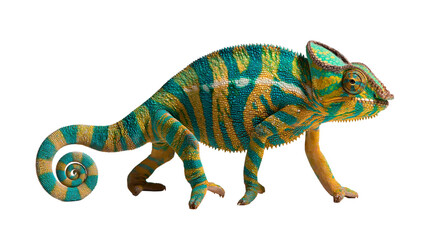 Vibrant blue and yellow patterned veiled chameleon with curled tail © Eustace