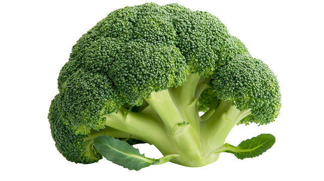 Fresh raw green broccoli head with thick stalk and small leaves