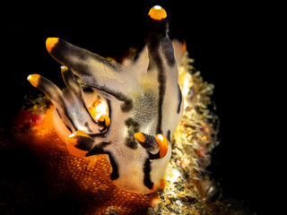 Neon Sea Snail (Thecacera picta) © Tomek