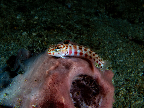 Redspotted Sandperch (Parapercis schauinslandi)