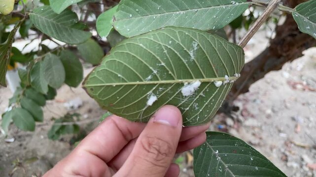 Farmer Hand Checking Mealybug Pest On Guava Leaf Close Up
