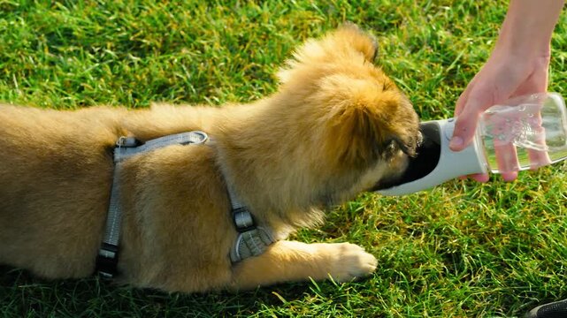 Puppy drinking water from portable pet bottle on green grass after outdoor walk. Small brown dog in harness drinking from travel dispenser. Person holding pet water bottle beside puppy in bright