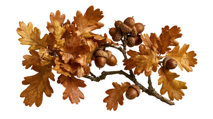 Dried brown oak tree branch with acorns and withered autumn leaves © Thaddeus