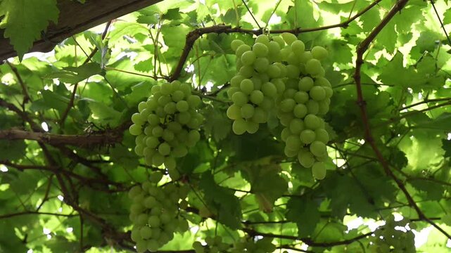 Green grape cluster vineyard leaf fruit summer healthy fresh agriculture nature outdoor organic ripe sunlight vine hanging ripe green grape fruit vine leaf cluster agriculture summer fresh outdoor