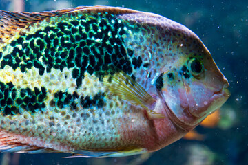 Close-up underwater photograph of a colorful tropical cichlid fish with iridescent turquoise and green scales, intricate black markings, pinkish body tones, and detailed fins swimming in an aquarium  © gyana08