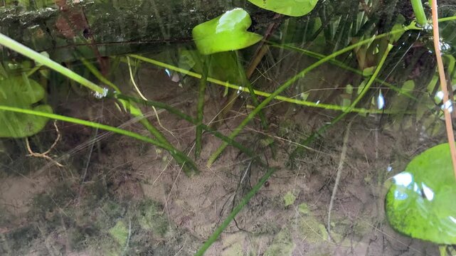 Small colorful ornamental fish swimming and foraging for food in a clear aquatic plant pond in Vietnam.