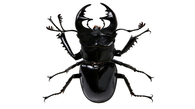 Shiny black stag beetle with large mandibles and serrated legs