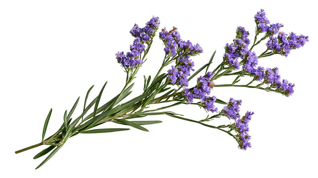 Purple Limonium statice flower sprig with green leaves