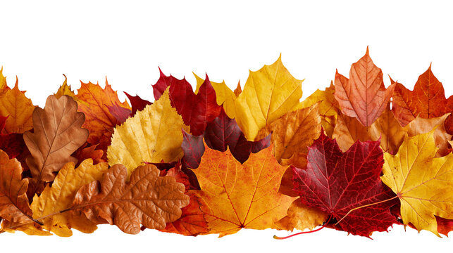 Vibrant autumn maple and oak leaves border with red orange and yellow foliage