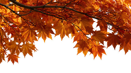 Vibrant orange and red Japanese maple tree leaves on a thin dark branch © Thaddeus