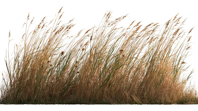 Tall dry wild meadow grass with golden seed heads and green stems
