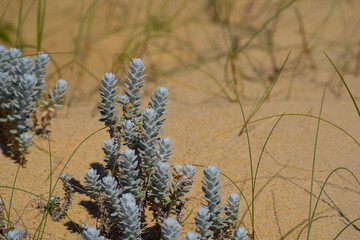 Macro of sea knotweed cottonweed achillea maritima growing on coastal sand dunes. © DAUZATS