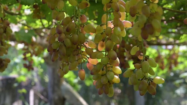 Grape fruit vineyard green ripe cluster agriculture summer nature outdoor leaf healthy bunch hanging vine with green leaves fresh grape fruit cluster outdoor vineyard sunlight shining through healthy
