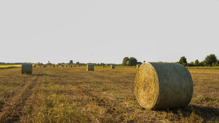 Cylindrical hay bale lying on yellow field background with horizon and clear sky. JPG © BorysiukN