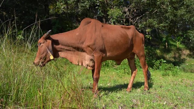 Brown Cow Grazing on Green Grass in Rural Field, Indian Cattle Close-Up 