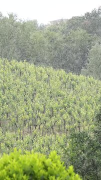 Heavy Rain Falling on Lush Green Vineyard Hillside