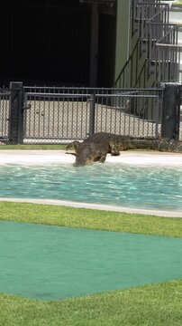 Saltwater Crocodile Entering Clear Water Pool in Enclosure