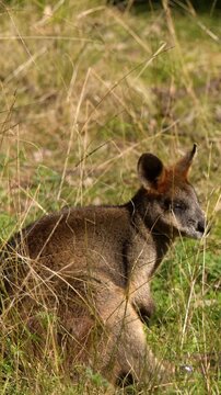 Australian Swamp Wallaby Sitting in Dry Grass Field