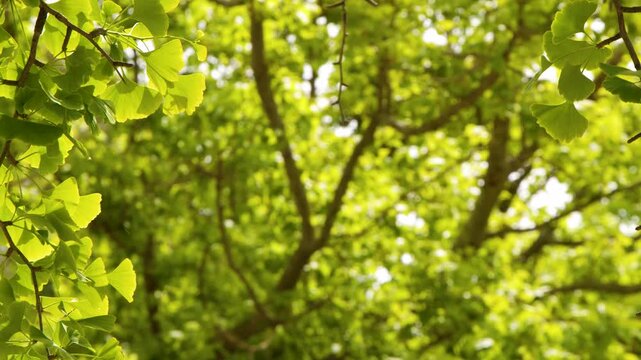 Sunlit Green Ginkgo Biloba Tree Leaves Gently Swaying in Breeze