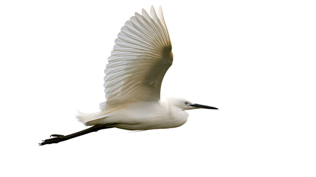 Elegant white little egret bird in flight with wings spread wide