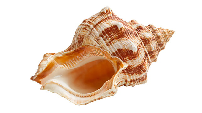 Spiral brown and white patterned marine conch seashell
