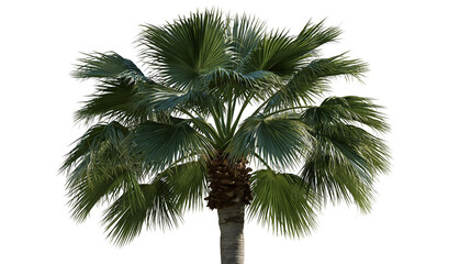 Lush green fan palm tree with textured trunk and wide spreading fronds © Sylas