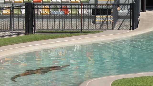 Saltwater Crocodile Swimming in Enclosure Pool During Daylight