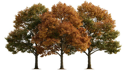 Three deciduous maple trees with orange and green autumn foliage © Sylas