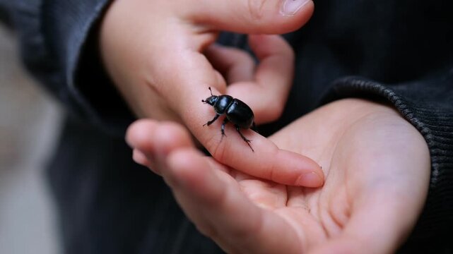 Child gently holds shiny black beetle on open palm, watching with quiet curiosity. Small fingers hover nearby as insect crawls across hand during careful, close handling, glossy shell visible.