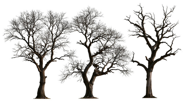 Three bare deciduous trees without leaves in winter season