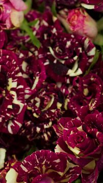 Variegated Burgundy and Cream Roses in Dense Floral Bouquet