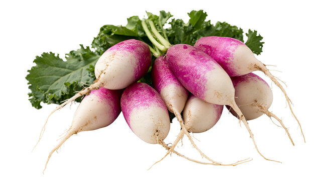 Fresh bunch of purple and white daikon radishes with green kale leaves