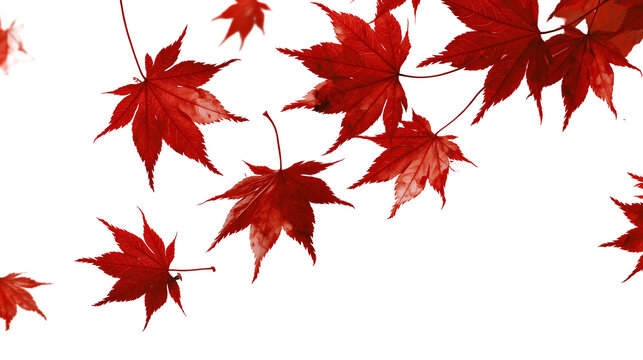 Vibrant red Japanese maple leaves falling in autumn season